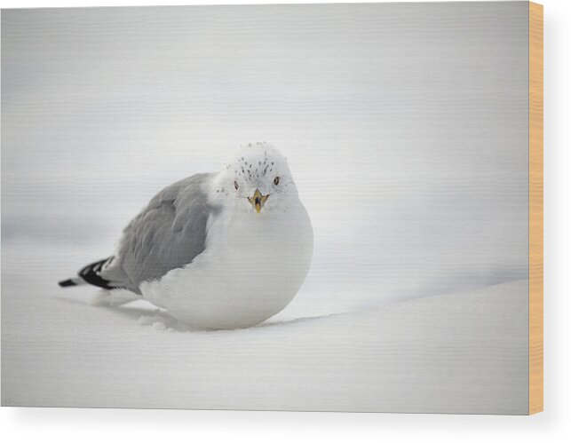 Winter Wood Print featuring the photograph Snow Gull by Karol Livote