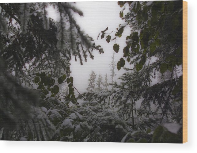 Narada Falls Wood Print featuring the photograph Snow in Trees at Narada Falls by Greg Reed