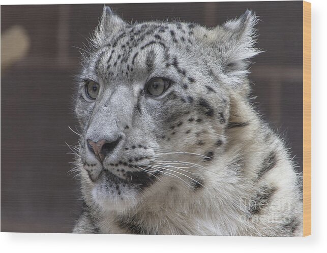 Snow Wood Print featuring the photograph Snow Leopard by Steve Triplett