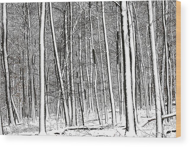 Black And White Wood Print featuring the photograph Snow Trees by Dawn J Benko