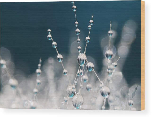 Cactus Wood Print featuring the photograph Snow White and Ice Blue by Sharon Johnstone