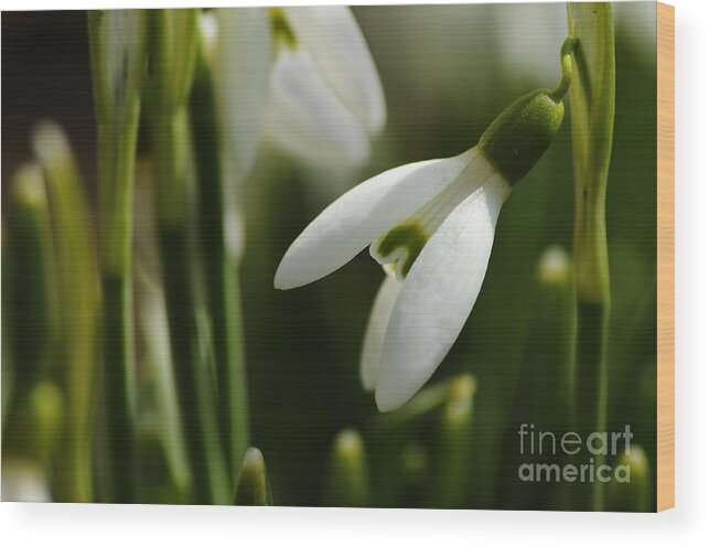 Photography Wood Print featuring the photograph Snowdrop by Larry Ricker