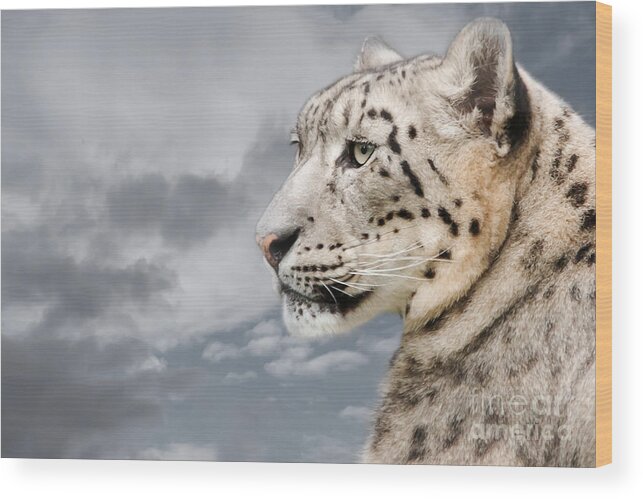 Snow Elopard Wood Print featuring the photograph Snowie by Christine Sponchia