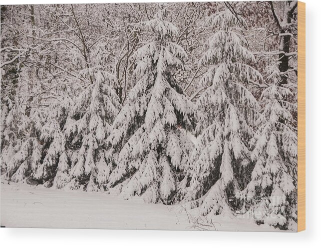 Snow Wood Print featuring the photograph Snowy Fir Trees by Jane Axman