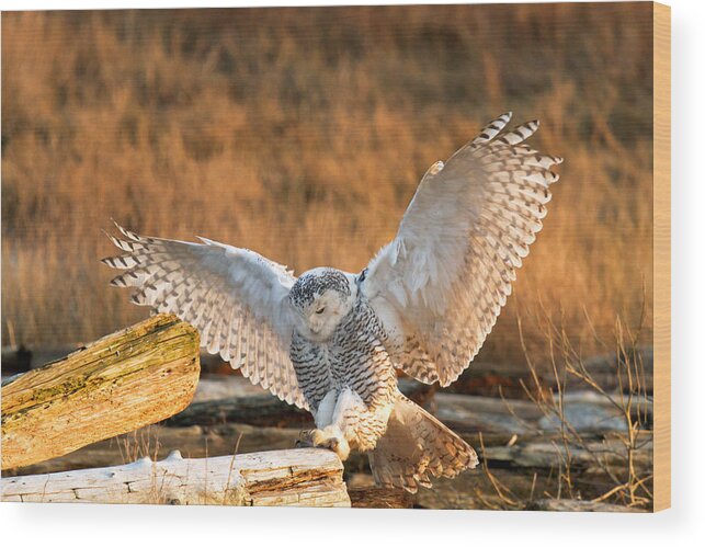 Snowy Owl Wood Print featuring the photograph Snowy Owl - Bubo scandiacus by Michael Russell