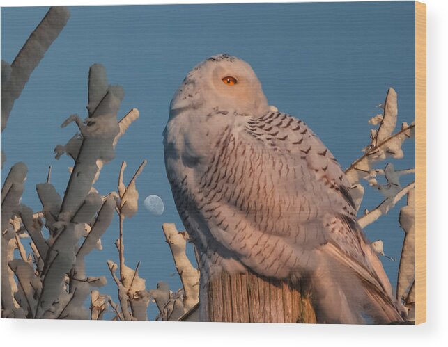 New England Wood Print featuring the photograph Snowy owl in morning light by Jeff Folger