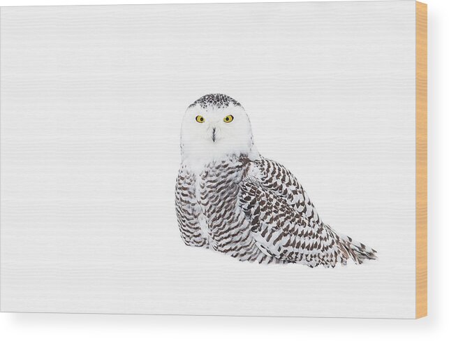 Owl Wood Print featuring the photograph Snowy Owl In Winter Snow by Jim Cumming