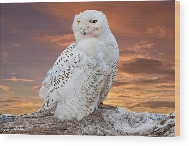 Animal Wood Print featuring the photograph Snowy Owl Perched at Sunset by Jeff Goulden