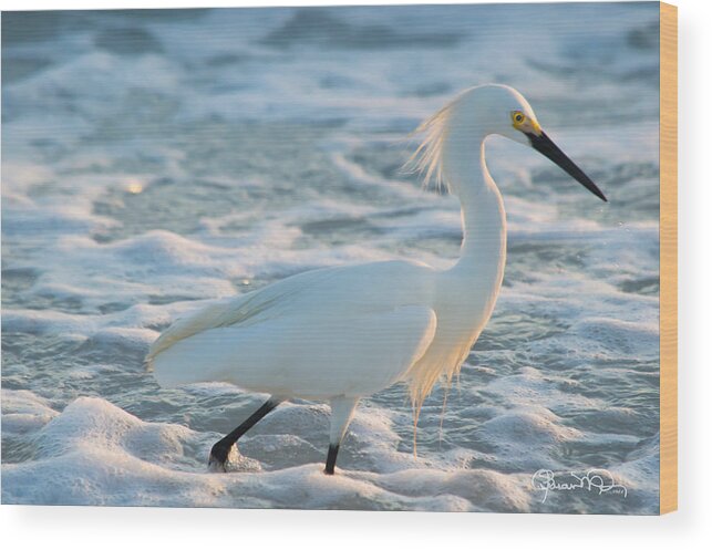 susan Molnar Wood Print featuring the photograph Snowy Siesta Key Sunset by Susan Molnar