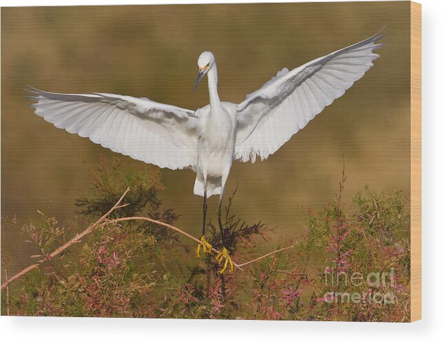 Egret Wood Print featuring the photograph Snowy Wingspread by Bryan Keil