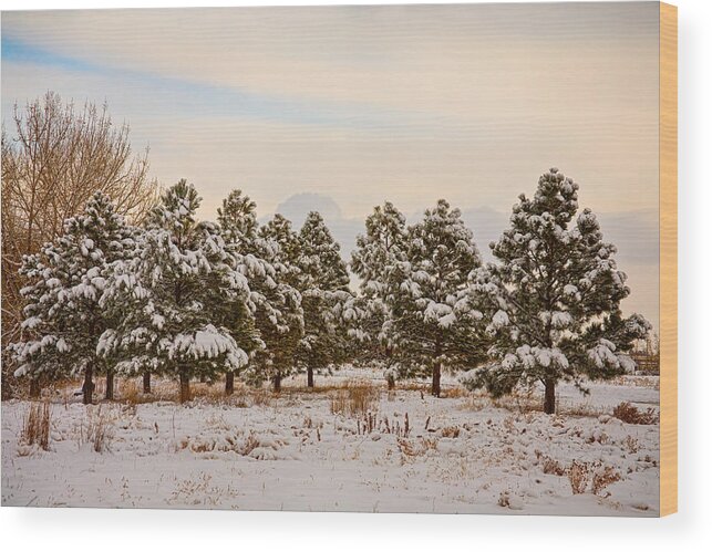 Snow Wood Print featuring the photograph Snowy Winter Pine Trees by James BO Insogna