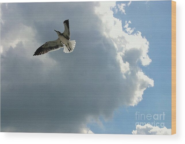 Bird Wood Print featuring the photograph Soaring by Jeanne Forsythe