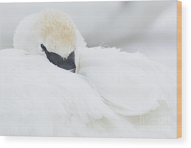Photography Wood Print featuring the photograph Soft and Fluffy by Larry Ricker