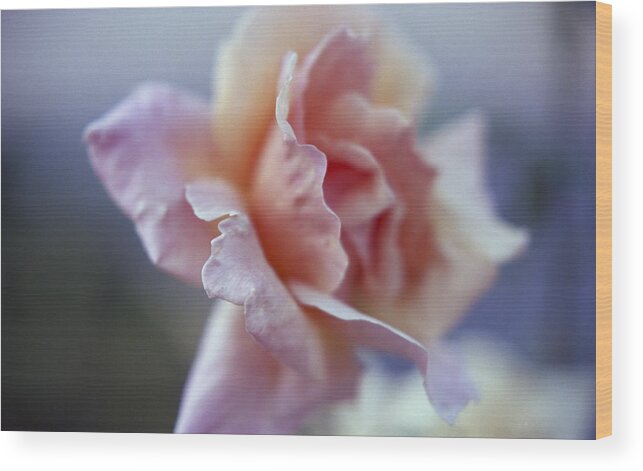 Rose Wood Print featuring the photograph Soft Beauty by HW Kateley