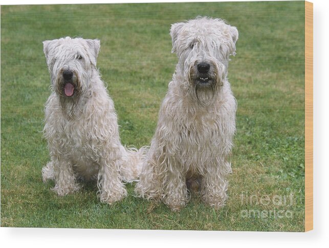 Dog Wood Print featuring the photograph Soft-coated Wheaten Terriers by Johan De Meester