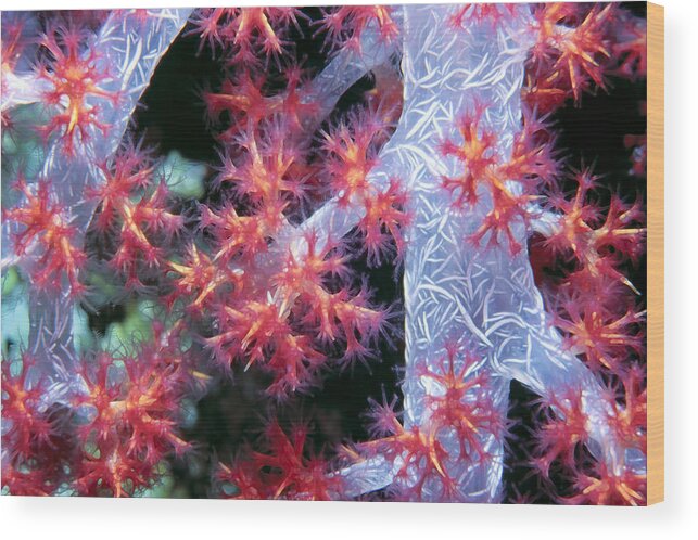 Micronesia Wood Print featuring the photograph Soft Corals 18 by Dawn Eshelman