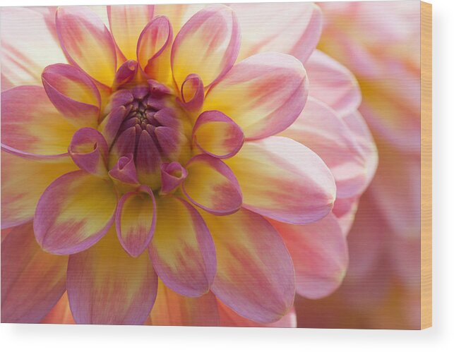 Dahlia Wood Print featuring the photograph Soft by Mark Alder