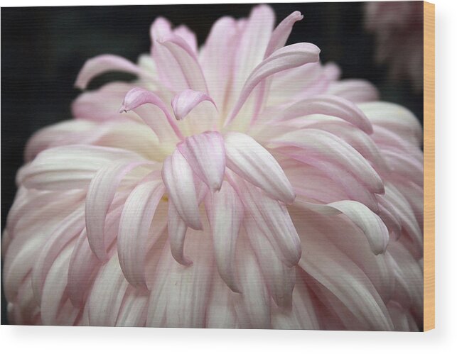 Mums Wood Print featuring the photograph Soft Petals II by Mary Haber