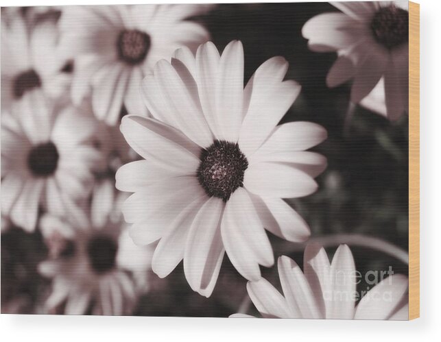 Daisy Wood Print featuring the photograph Soft Pink Daisies by MM Anderson