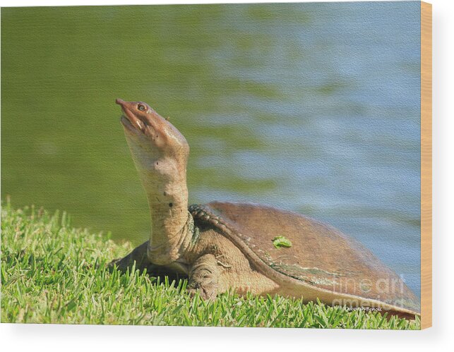 Turtle Wood Print featuring the photograph Soft Shell Oil by Deborah Benoit