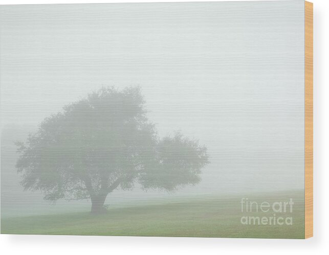 Tree Wood Print featuring the photograph Soft Summer Morning by Alan L Graham