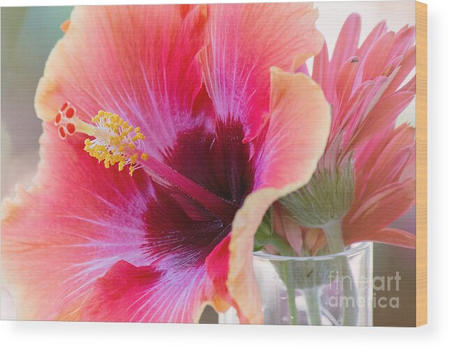 Orange Flower Wood Print featuring the photograph Soft Touch Hibiscus by Sally Simon