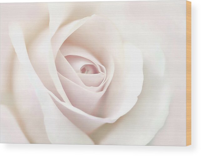 Rose Wood Print featuring the photograph Softness of a Pastel Rose Flower by Jennie Marie Schell