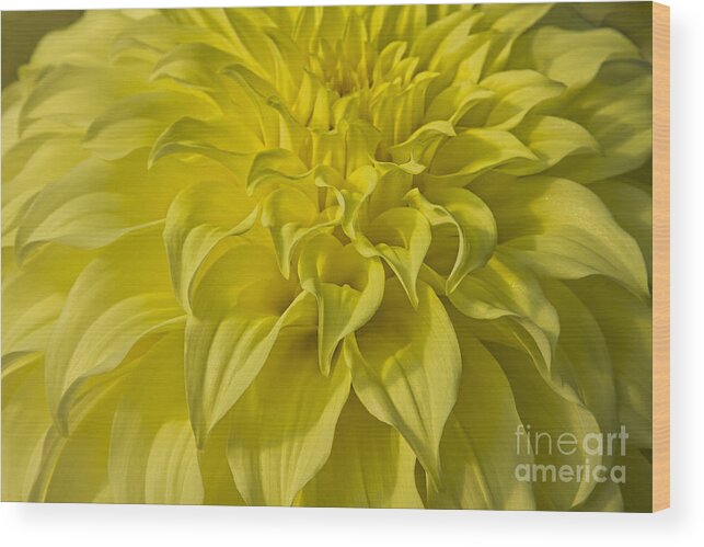 Dahlias Wood Print featuring the photograph Solar Flare by Marilyn Cornwell