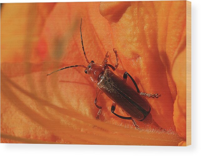 Soldier Beetle Wood Print featuring the photograph Soldier Beetle by Cindi Ressler