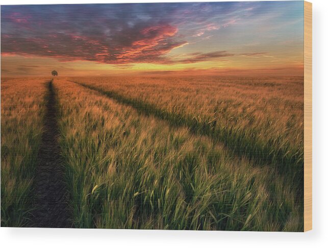 Landscape Wood Print featuring the photograph Somewhere At Sunset by Piotr Krol (bax)