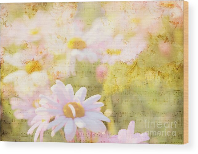 Daisy Wood Print featuring the photograph Song of Spring I - Lovely Soft Pink Daisies by Beverly Claire Kaiya