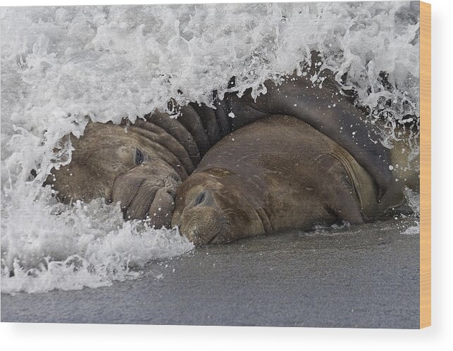 Flpa Wood Print featuring the photograph Southern Elephant Seal Embracing by Roger Tidman
