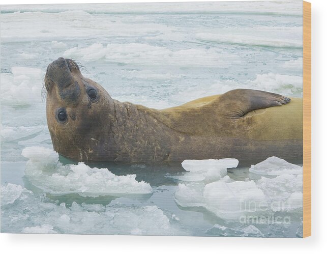 00345893 Wood Print featuring the photograph Southern Elephant Seal Reclining by Yva Momatiuk John Eastcott