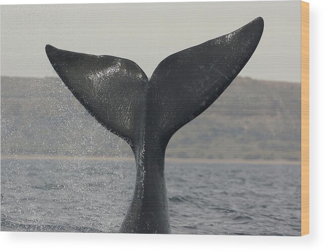 Feb0514 Wood Print featuring the photograph Southern Right Whale Tail Slap Argentina by Hiroya Minakuchi