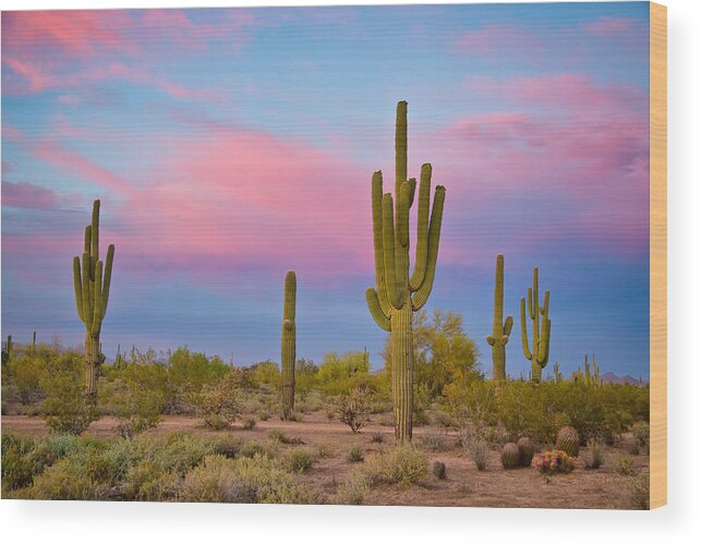 Saguaros Wood Print featuring the photograph Southwest Desert Spring by James BO Insogna