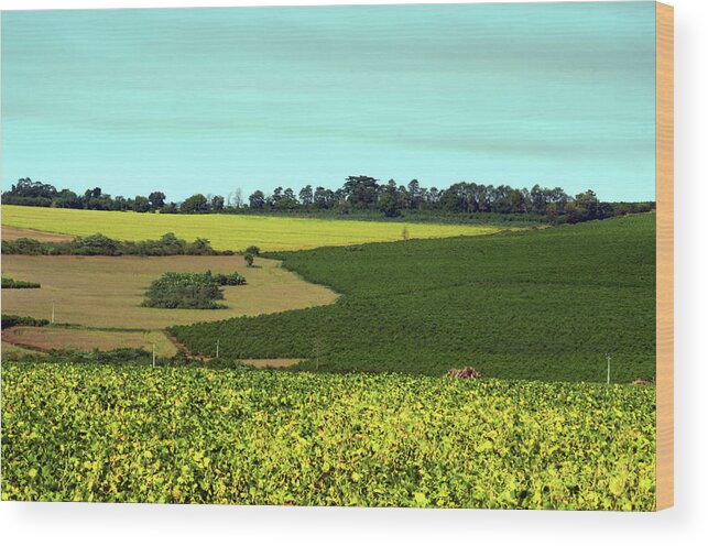 Tranquility Wood Print featuring the photograph Soybeans And Coffee by Flavio ConceiÇÃo Fotos