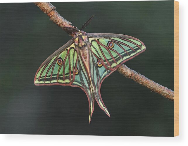 Feb0514 Wood Print featuring the photograph Spanish Moon Moth Male Switzerland by Thomas Marent