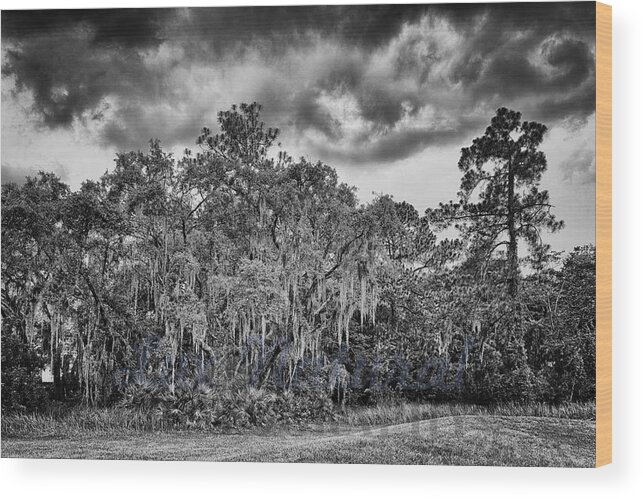 Electric Thunderstorms Wood Print featuring the photograph Spanish Moss and Clouds study by Silvio Ligutti