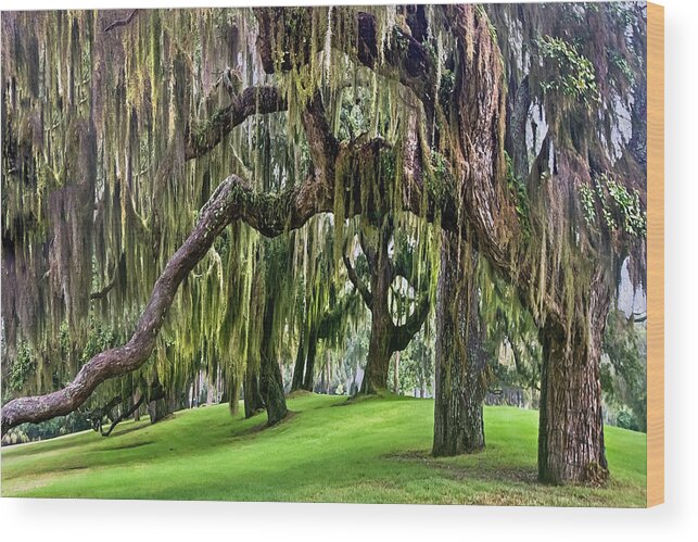Georgia Wood Print featuring the photograph Spanish Moss by Debra and Dave Vanderlaan