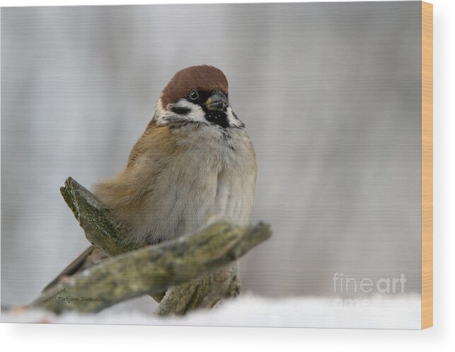 Beak Wood Print featuring the photograph Sparrow by Torbjorn Swenelius