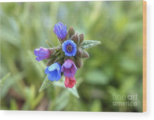 Spiderwort Wood Print featuring the photograph Spectacular Spiderwort by Deborah Smolinske