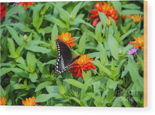 Spicebush Wood Print featuring the photograph Spicebush Swallowtail by Angela DeFrias