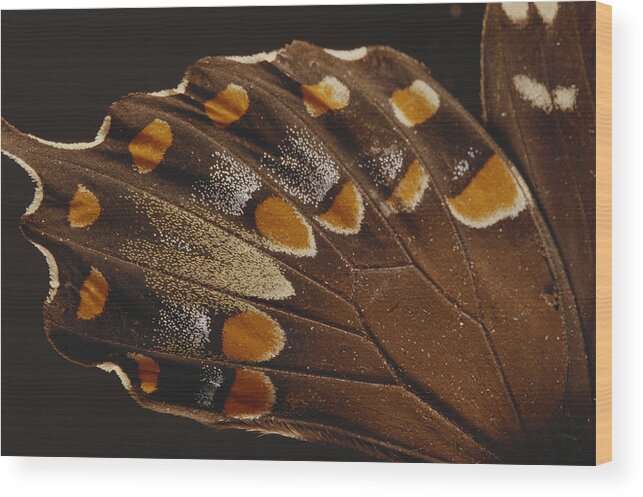 Animal Wood Print featuring the photograph Spicebush Swallowtail Under Normal by Gary Retherford