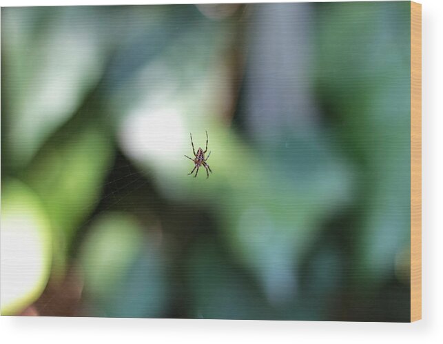 Spider Wood Print featuring the photograph Spider Bokeh by Rick Starbuck