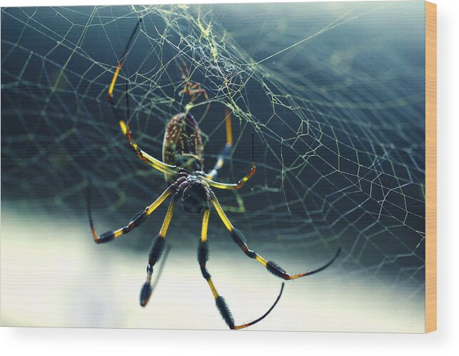 Spider Wood Print featuring the photograph Spider Close Up by Matt Hanson