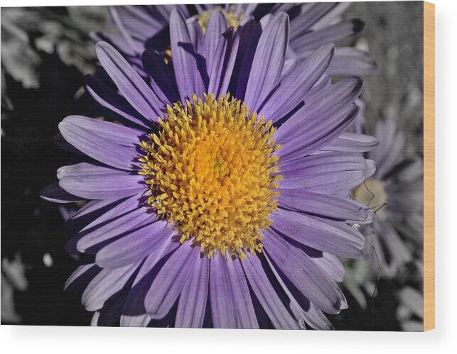 Flower Wood Print featuring the photograph Spider Peek a Boo by Henry Kowalski