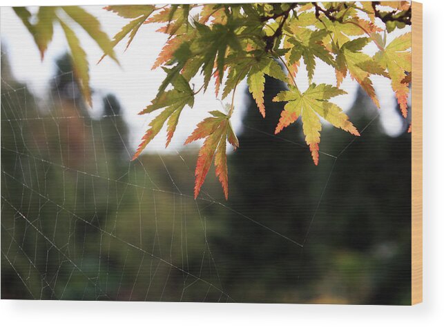 Flora Wood Print featuring the photograph Spider-web anchors by Gerry Bates