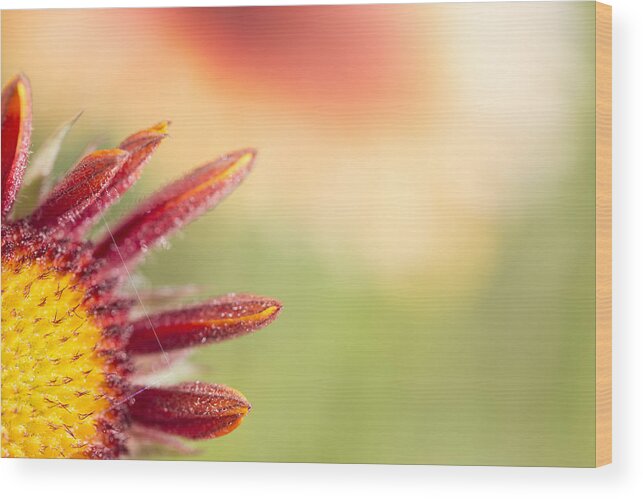 Abstracts Wood Print featuring the photograph Spider's Stitch On Blanket Flower by Deborah Hughes