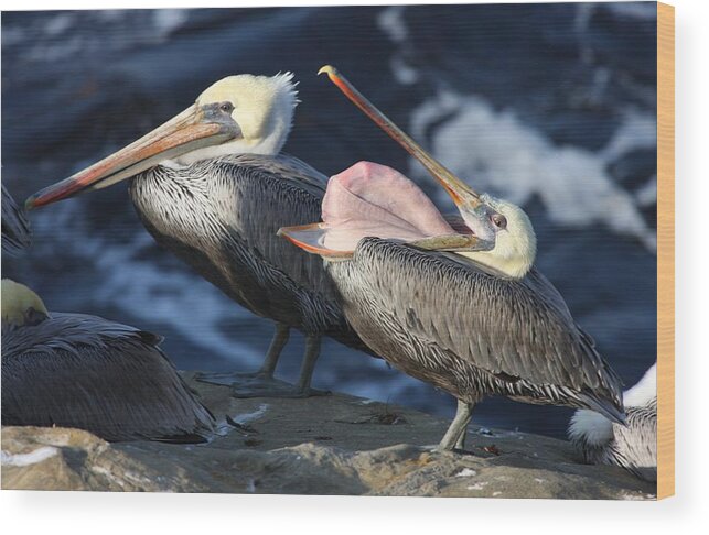 Pelican Wood Print featuring the photograph Spill your guts by Nathan Rupert