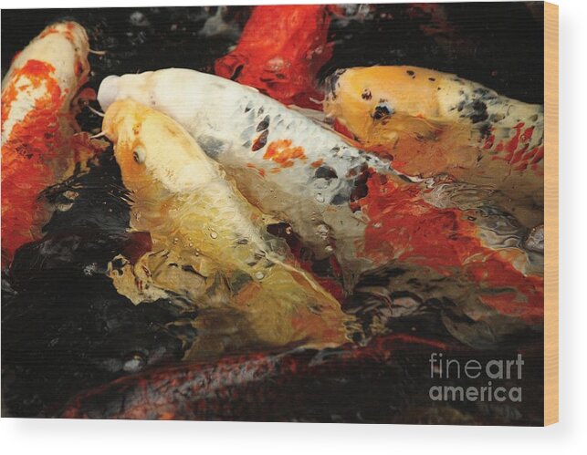 Koi Fish Wood Print featuring the photograph Splash of Koi Color by Veronica Batterson